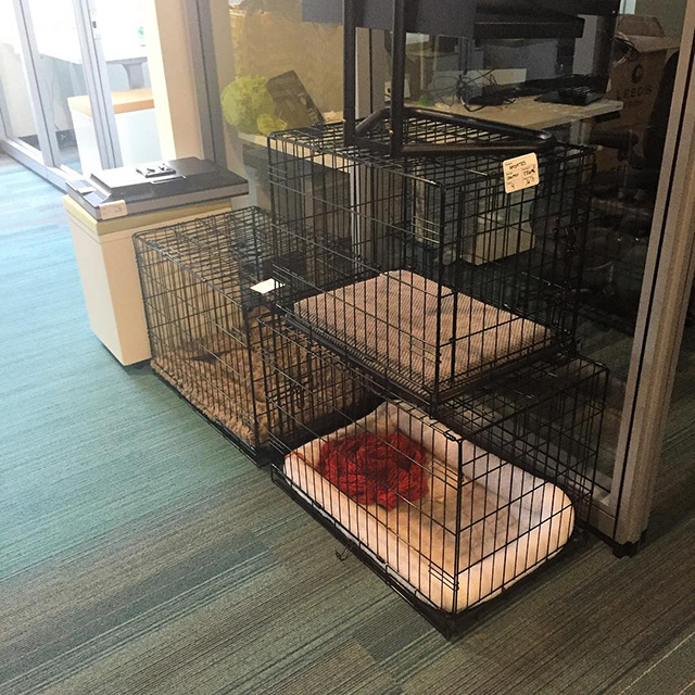 Doogler Crate & Bed At Google