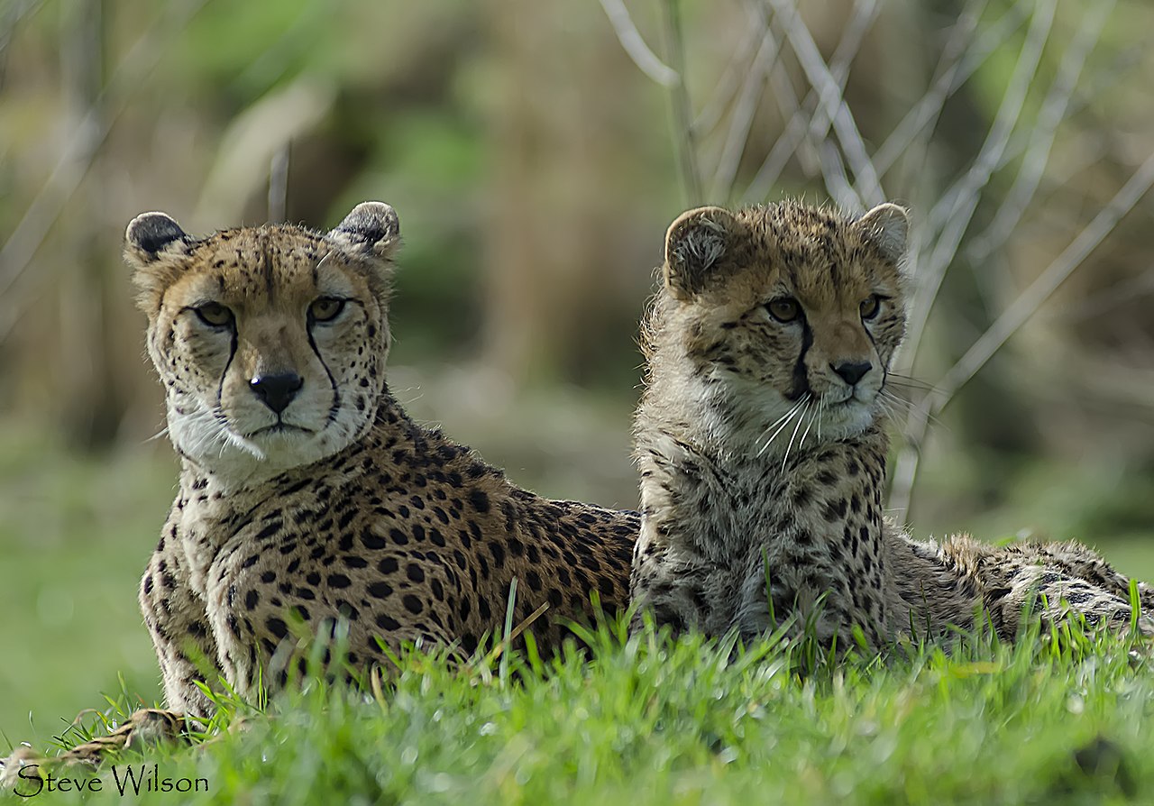 Op-Ed: Baby cheetahs for sale on Facebook? Google search, too? End this, right now