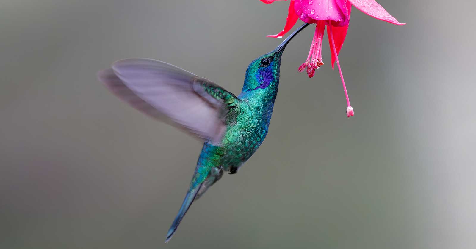 Google's Hummingbird Update: How It Changed Search