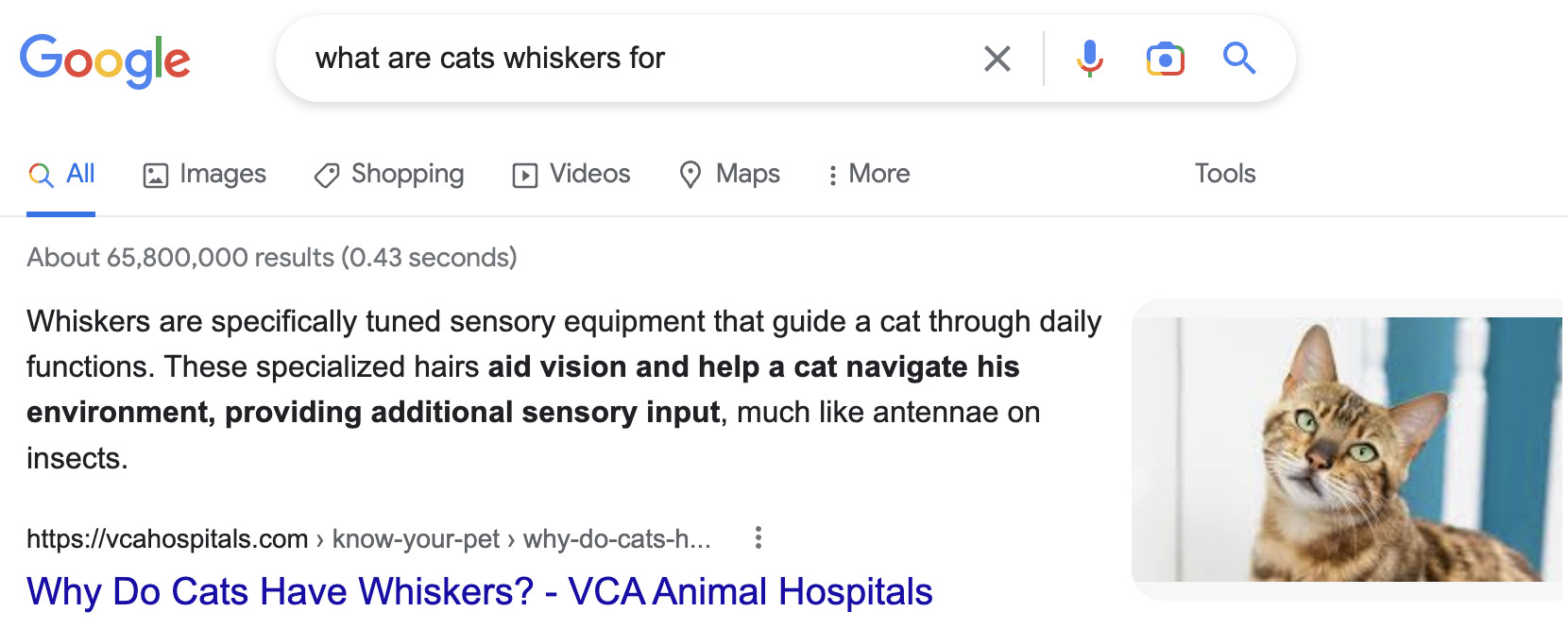 Featured snippet search result for "what are cats whiskers for," via Google.com