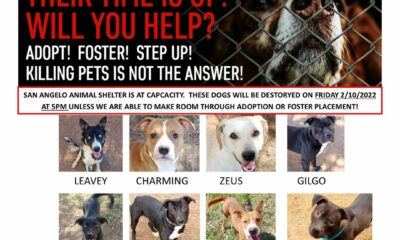 Eight dogs at risk of being “destroyed” if not found homes