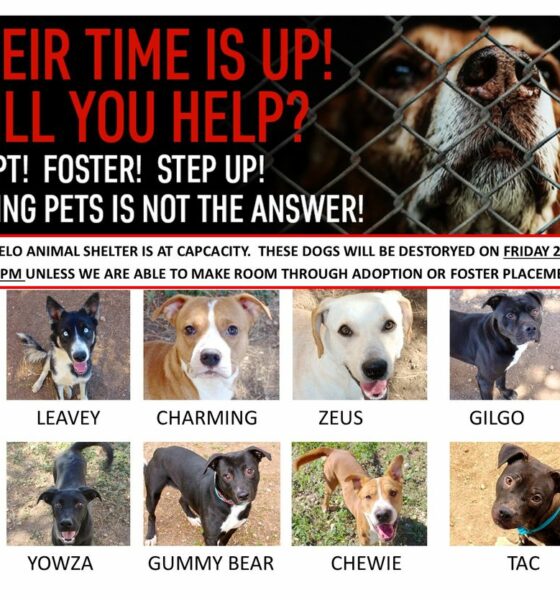 Eight dogs at risk of being “destroyed” if not found homes