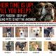 Eight dogs at risk of being “destroyed” if not found homes