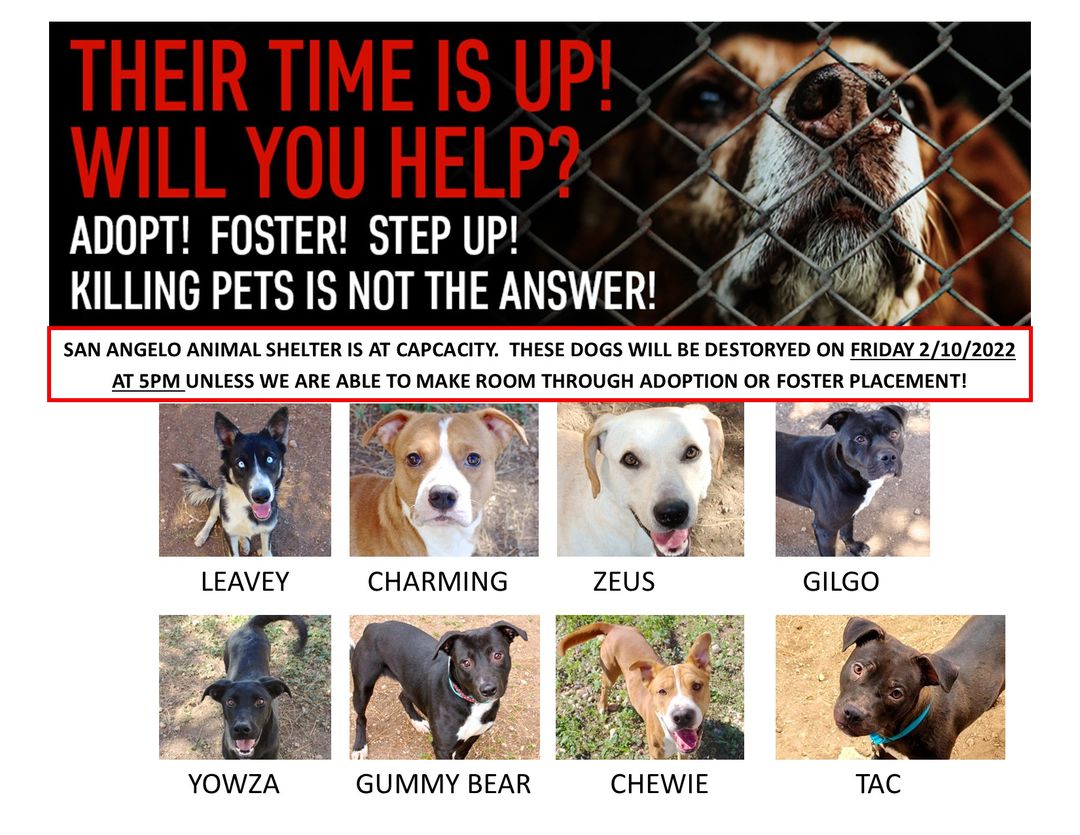 Eight dogs at risk of being “destroyed” if not found homes