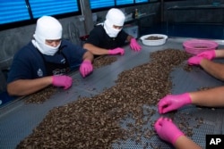 Employees sort crickets for size at the Smile cricket farm at Ratchaburi Province, southwest of Bangkok, Thailand.