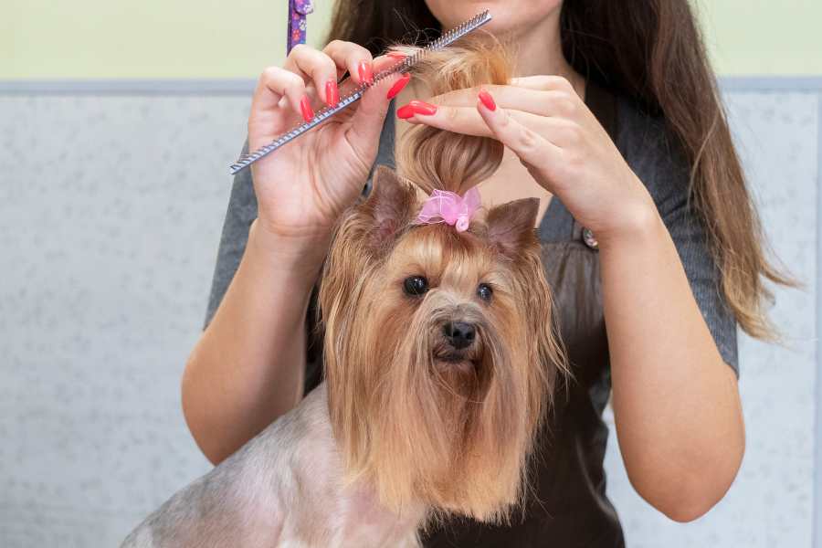 Mobile pet grooming image from Canva