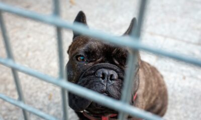'Demon' Hunden Ralphie återvände till skydd igen efter den tredje misslyckade adoptionen