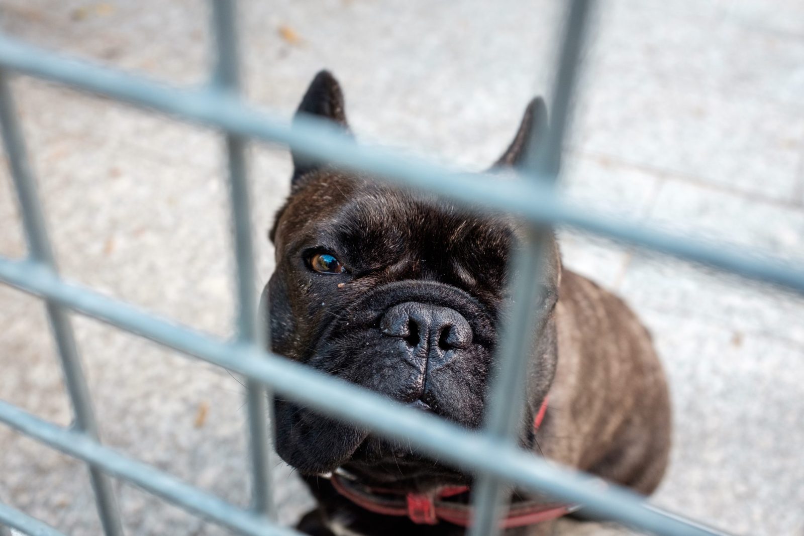 'Demon' Dog Ralphie Returned to Shelter Again After Third Unsuccessful Adoption