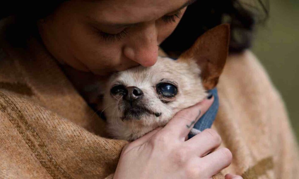 Moving Photos Capture People's Final Moments with Their Pets