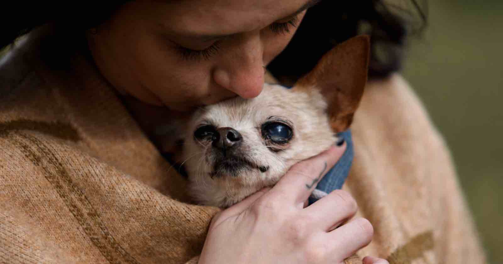 Moving Photos Capture People's Final Moments with Their Pets