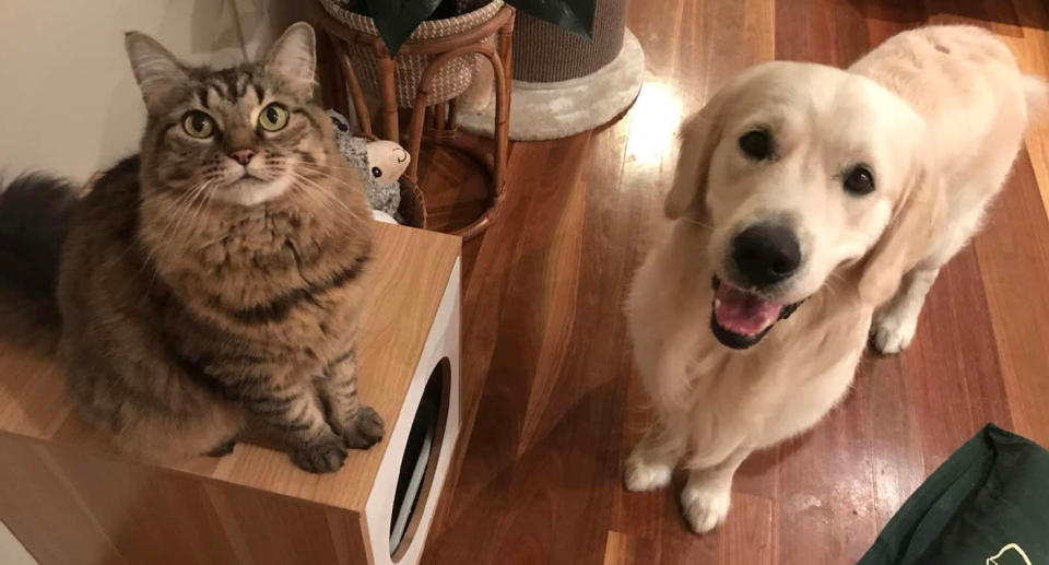 Pet cat and golden retriever dog in Sydney home. 