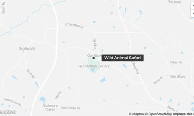 2 tigrar återfångade efter att ha flytt Georgia safaripark under stormar
