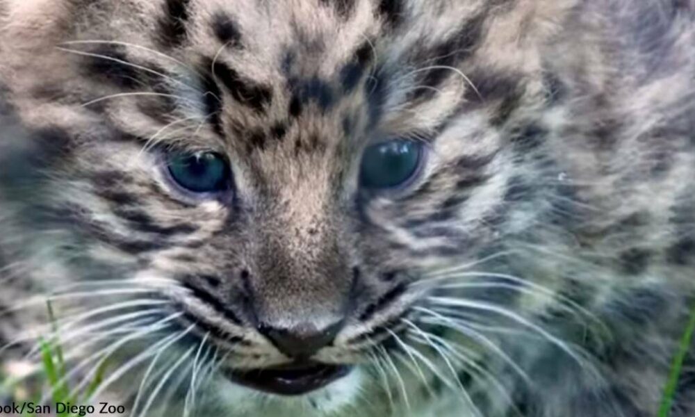 Extremely Rare Amur Leopard Cubs Make Their Debut at the San Diego Zoo!