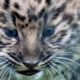 Extremely Rare Amur Leopard Cubs Make Their Debut at the San Diego Zoo!