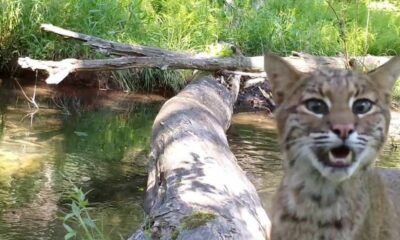 Pennsylvania man's wilderness camera captures all walks of life crossing log bridge