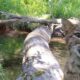 Pennsylvania man's wilderness camera captures all walks of life crossing log bridge