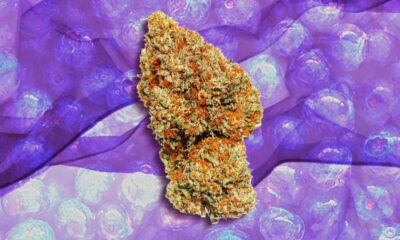 Blueberry Kush strain review nug shot