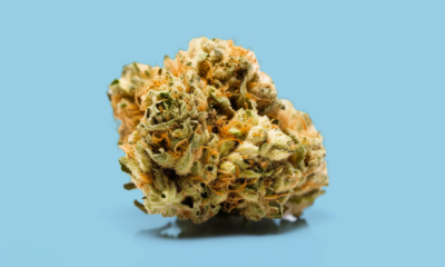 Sugar Queen strain review | GreenState