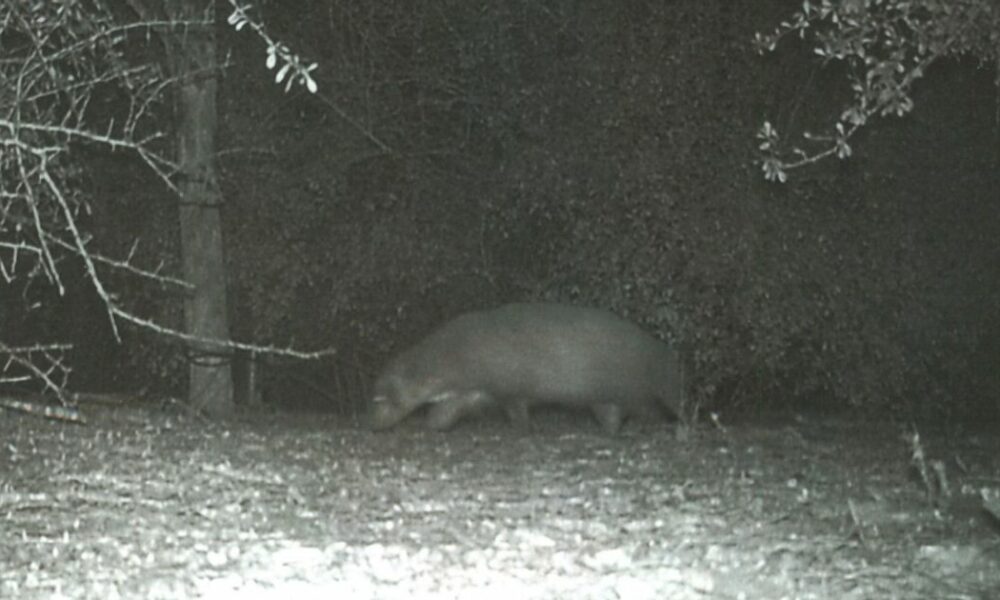 ‘Mystery Animal’ Caught On Camera In Texas Park Ignites Debate On Social Media