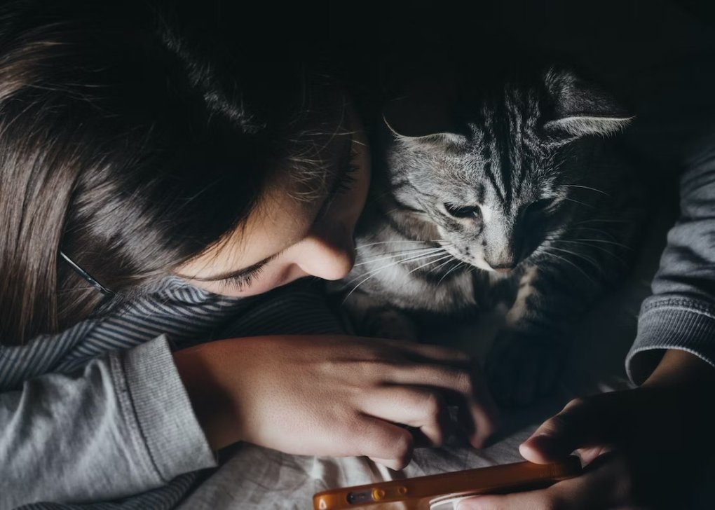 1684707872 860 4 Considerations Before Making Your Cat An Instagram Influencer