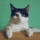 4 Considerations Before Making Your Cat An Instagram Influencer
