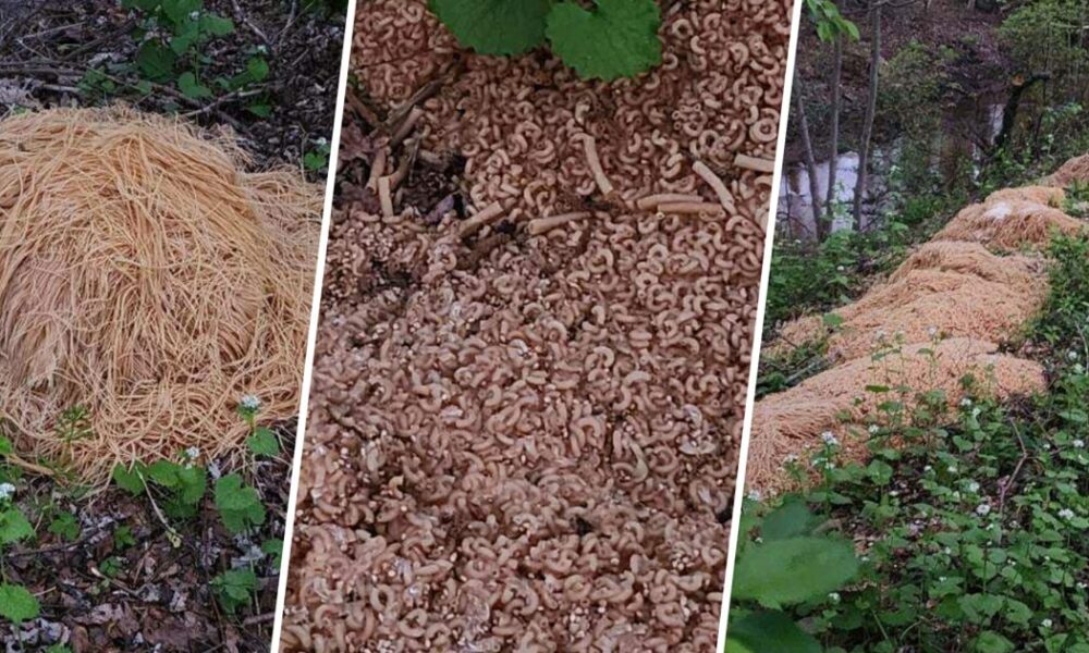 Hundreds of Pounds of Pasta Were Dumped in New Jersey Woods