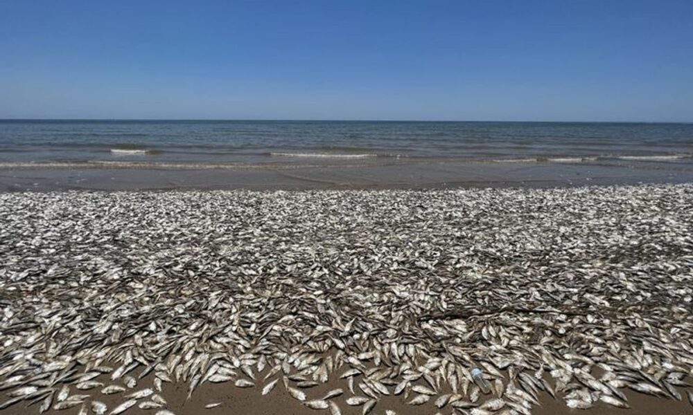 Hundreds of Thousands of Fish Wash Up Dead on Texas Beach