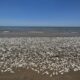 Hundreds of Thousands of Fish Wash Up Dead on Texas Beach