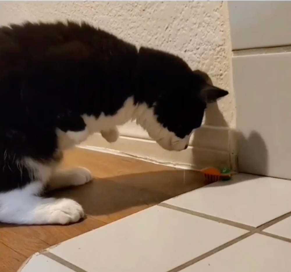 1690318568 669 Kitty with Radial Aplasia Adorably Defends Her Home Against an