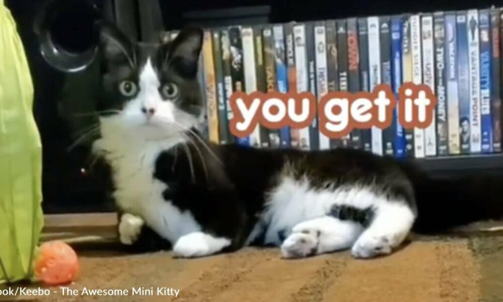 Kitty with Radial Aplasia Adorably Defends Her Home Against an Enemy Bug