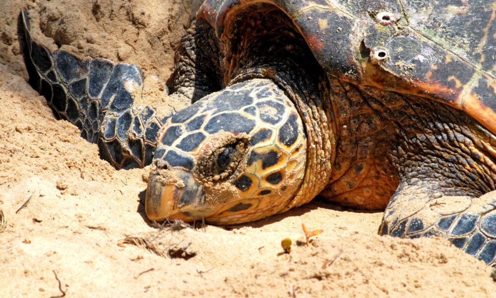 Indiana Officials Insist Report of Giant Man-Eating Turtle Lurking in Lake Monroe Is False