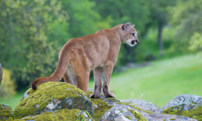 Mountain lions seen eating deer in Bay Area neighborhood