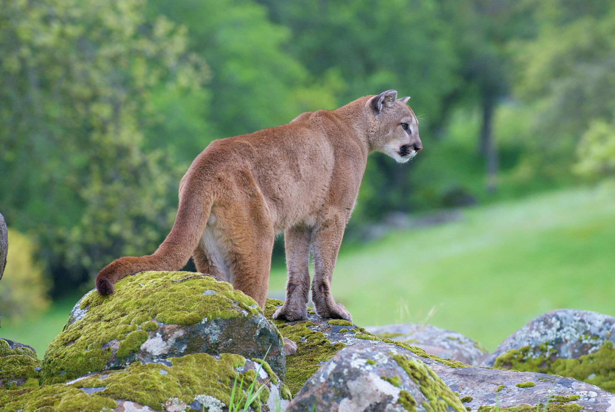 Mountain lions seen eating deer in Bay Area neighborhood