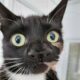 Rare two-nosed rescue cat up for adoption, netizens find her ‘cute’ | Trending