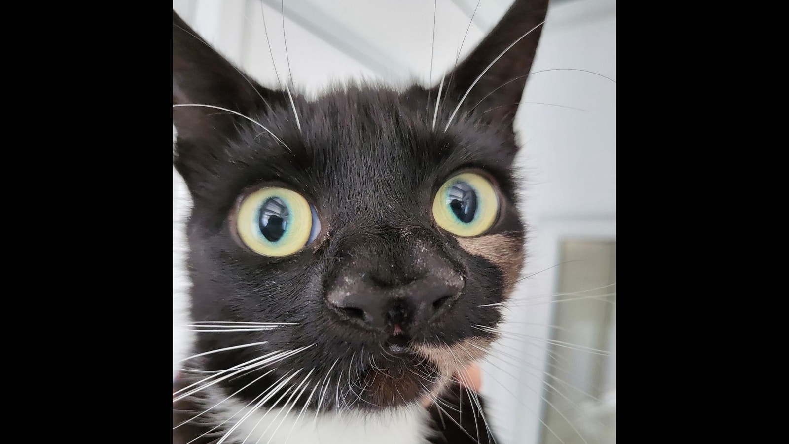 Rare two-nosed rescue cat up for adoption, netizens find her ‘cute’ | Trending