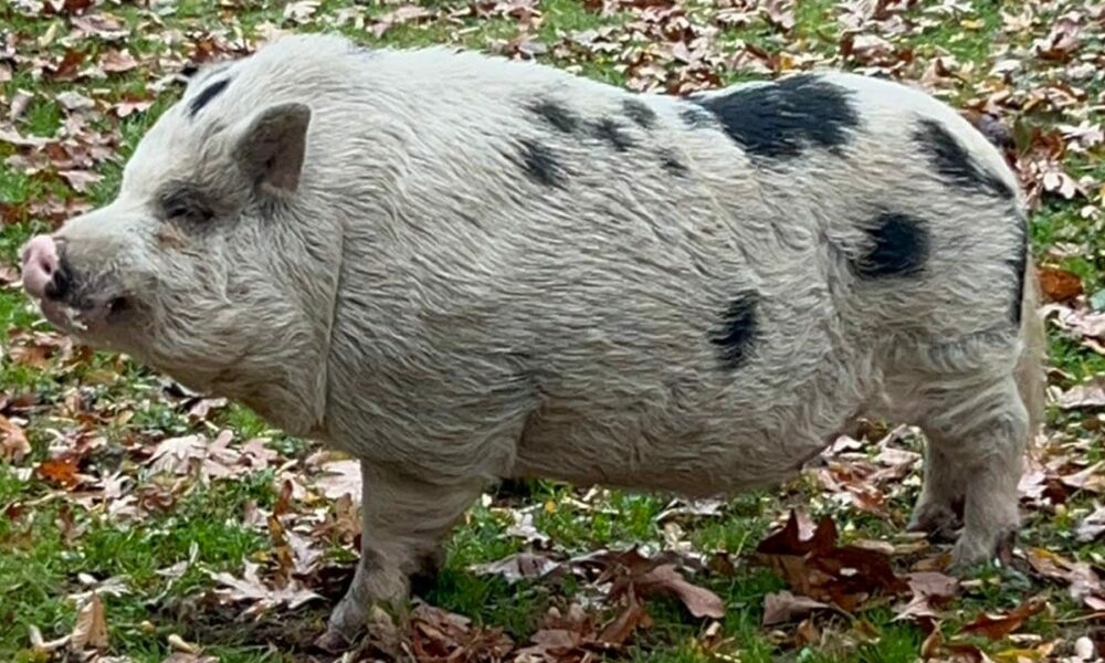 Kevin Bacon, a missing Pennsylvania pig, returns home after actor Kevin Bacon’s public plea