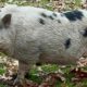 Kevin Bacon, a missing Pennsylvania pig, returns home after actor Kevin Bacon’s public plea