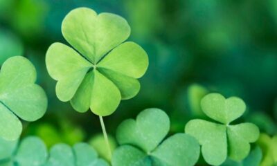 44+ St. Patrick’s Day Greetings & Quotes for Your Marketing