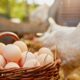 Chicken laying eggs on farm